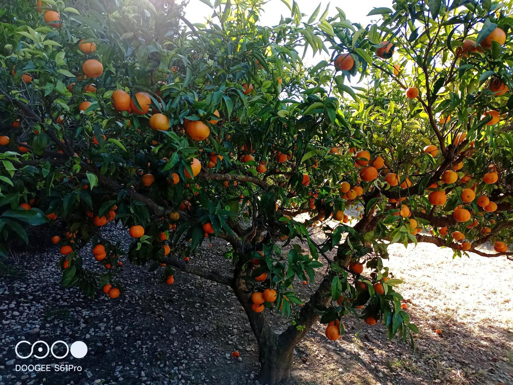 Camarles Casa Rural Complex Masia Del Tremendo Y Agroturismo المظهر الخارجي الصورة